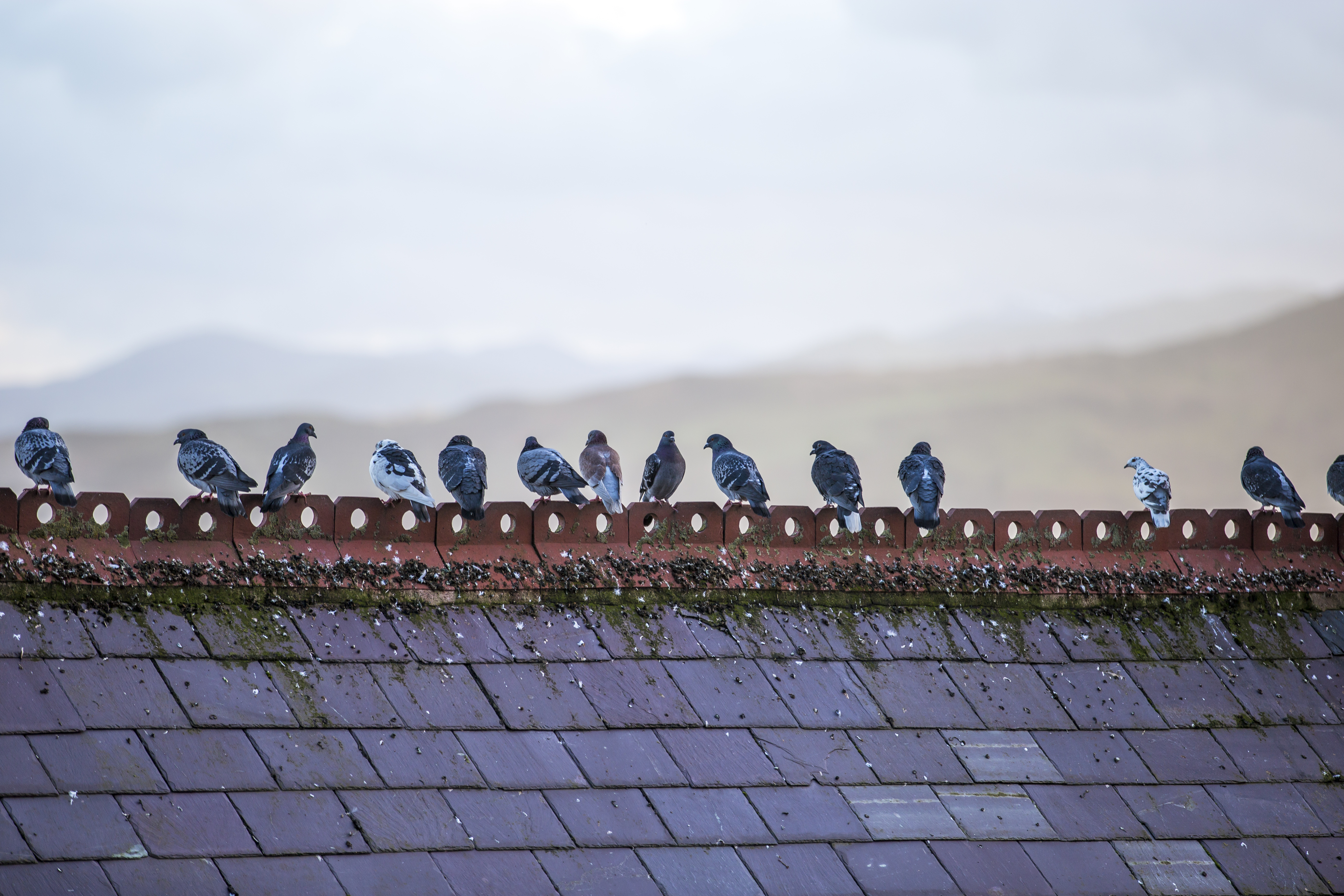 pigeons on a roof