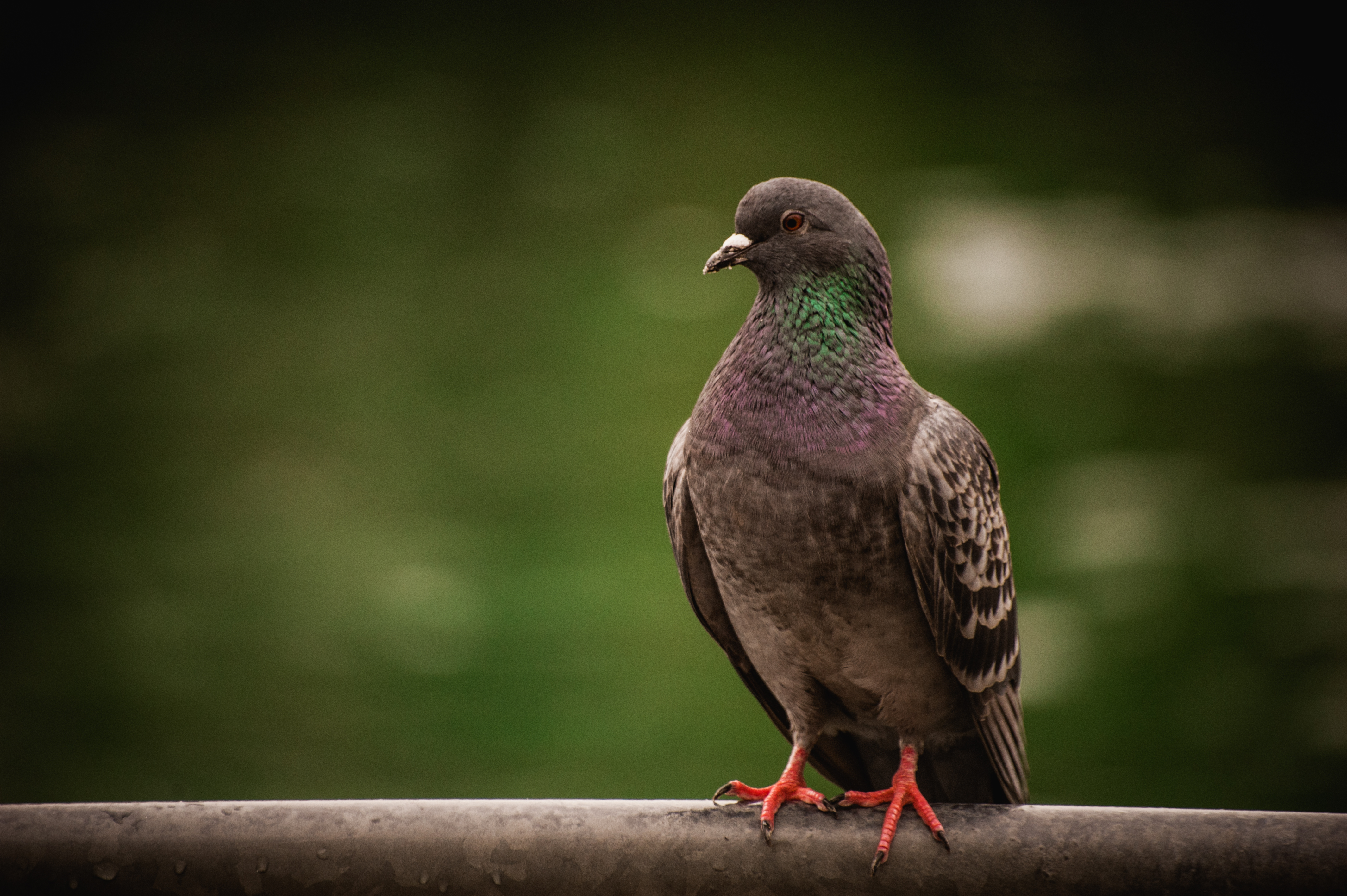 pigeon